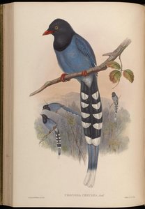 Urocissa caerulea da John Gould